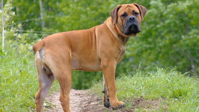 Exploring When A Boerboel Becomes Aggressive