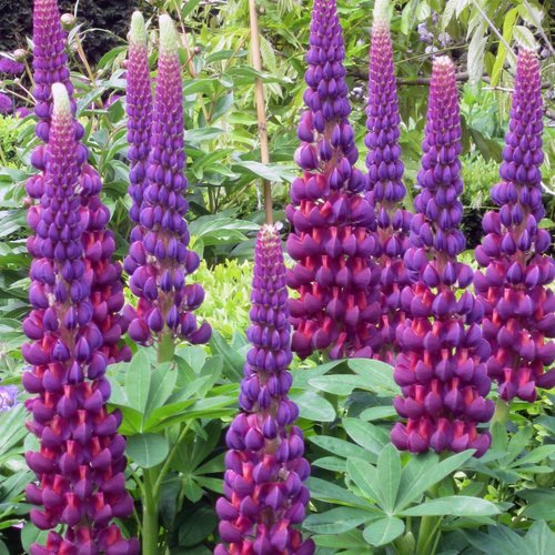 Unveiling The Alluring Hues Of What Color Is Lupine