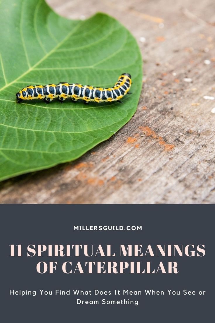 Exploring The Meaning: What Do Caterpillars Symbolize