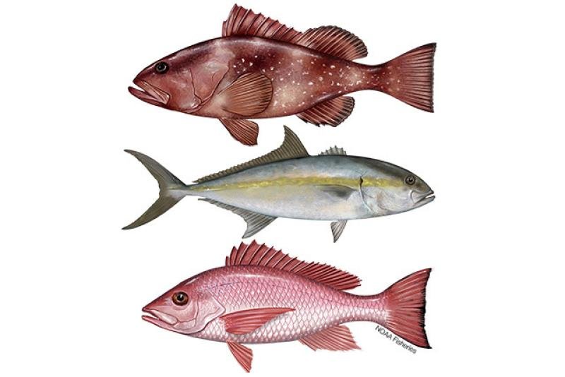 Unveiling The Essence Of Gulf Fish: What Is Gulf Fish