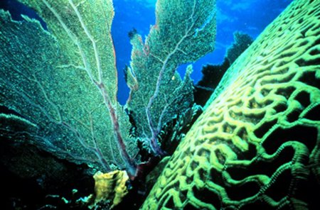 Exploring The Flora: What Plants Live In The Coral Reef